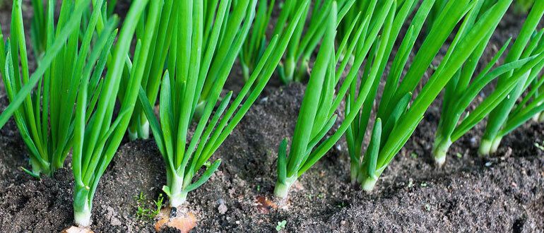 ��� �������� �������� � ������� ������ ����