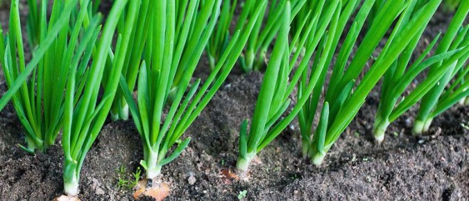 ��� �������� �������� � ������� ������ ����