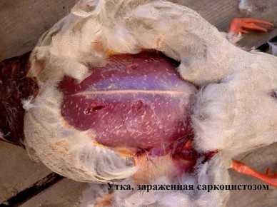 �������� ���������� �������� ��������� ��������� ������ �������� ����