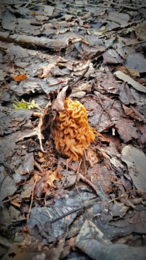 ���������� ������� ������� ������ �������� � ��������� ��������� �� �����