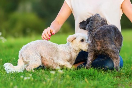 ������ ������ ������ ���� ����� ��� �������: ������������ ����� �������