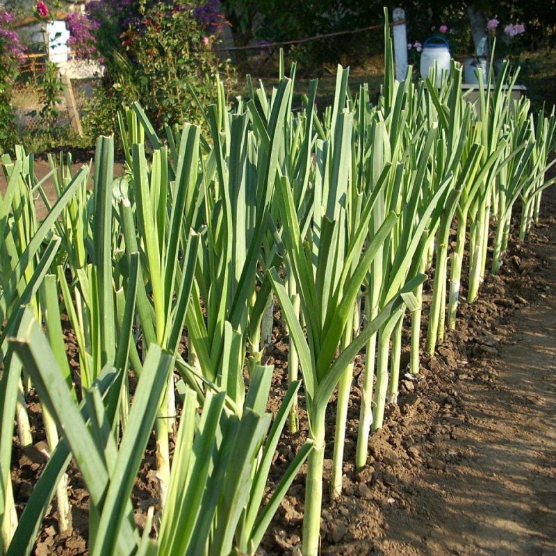 ����� ��������� ����������� ����-�����