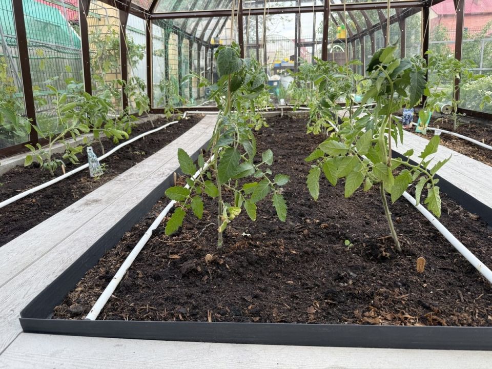 ��� ������� ������� ��� ������������ �������