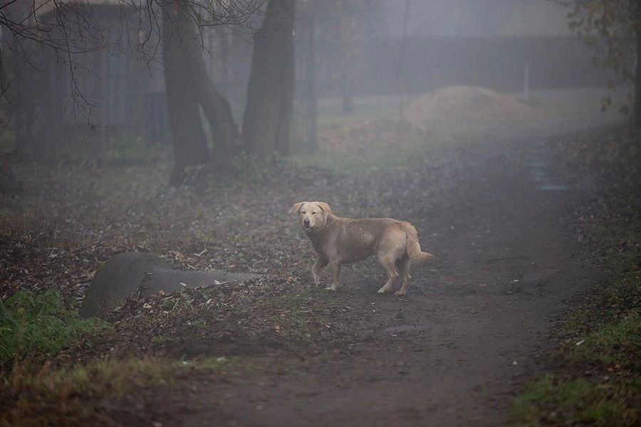 � �������� ������� �������, �������� ������� ������, ������� �����������