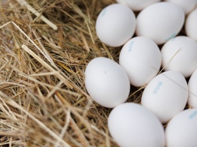 ��� ������� ���� ��� ������: ������� ��������� ������