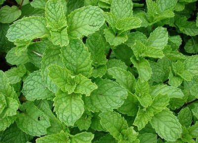 ��������� ������� ������������� ���� �� ����: �� ������� �� �����