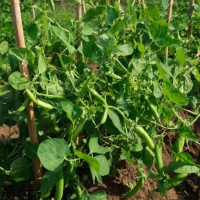 ����� ��������� ����������� ������: ��� �������� ����������� ������