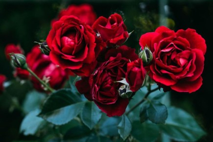 ��� ����������� ���� � ����: ������ �� ���������