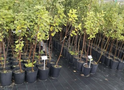 ��� ������� ��������� ������� � �������� �������� ��������: ������ ���������