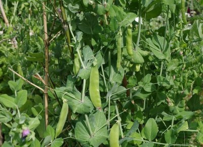 ������� �������: ������� ��������� ����������� � �������� ��������