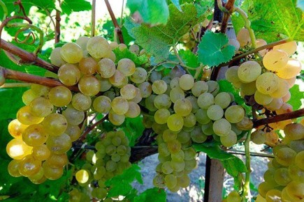 �������� ��������: ��������� ����� ��� ������ ����