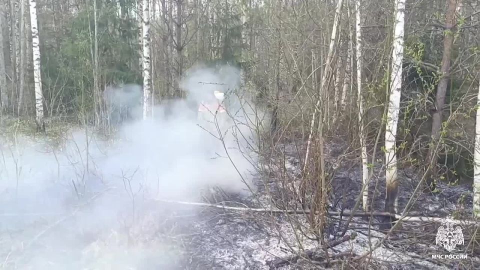 Не допустили лесного пожара