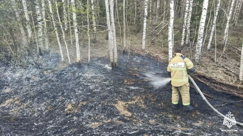 Не допустили лесного пожара Не допустили лесного пожара