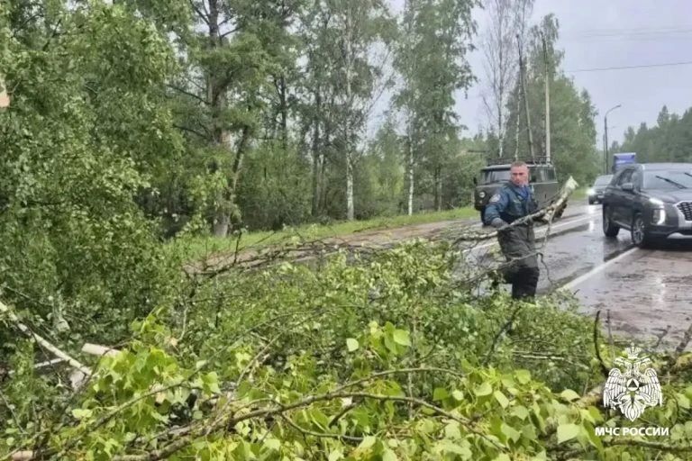 Тверская область под ударом стихии: дороги перекрыло поваленными деревьями