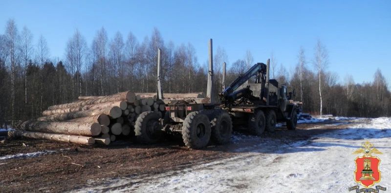 В Тверской области полицейскими завершено расследование уголовного дела о массовой вырубке леса В Тверской области полицейскими завершено расследование уголовного дела о массовой вырубке леса