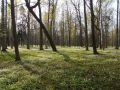 В Калининском округе в СНТ «Виктория» ввели карантин по бешенству в СНТ «Виктория»