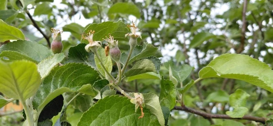 Дачная весна: пока зеленая, а скоро сладкая и вкусная Дачная весна: пока зеленая, а скоро сладкая и вкусная