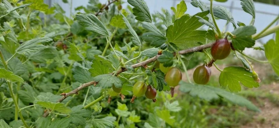 Дачная весна: пока зеленая, а скоро сладкая и вкусная Дачная весна: пока зеленая, а скоро сладкая и вкусная