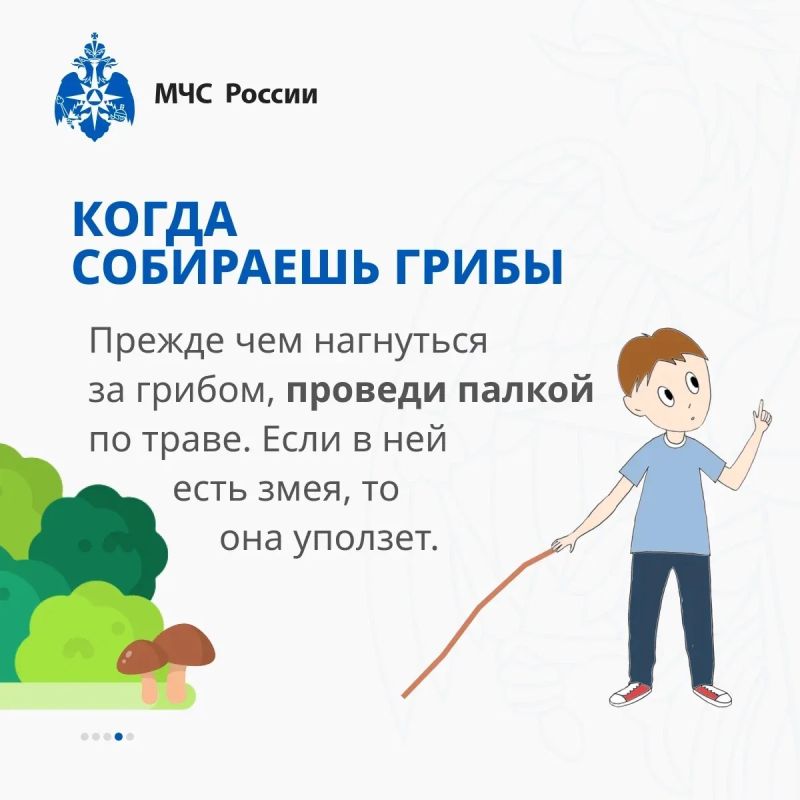 В Тверских лесах обитают змеи! Бояться не нужно — нужно знать, как себя вести В Тверских лесах обитают змеи! Бояться не нужно — нужно знать, как себя вести