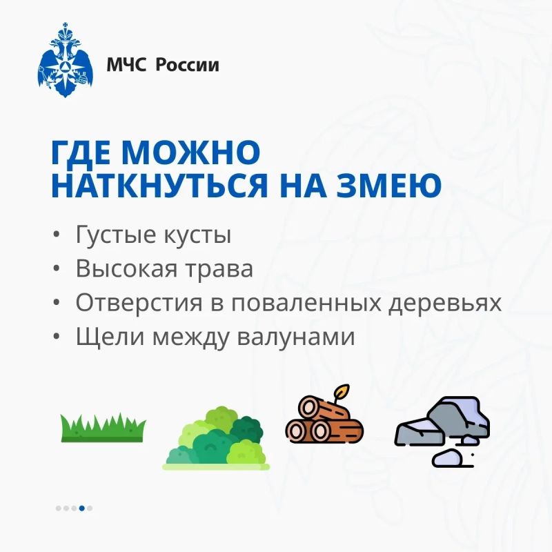 В Тверских лесах обитают змеи! Бояться не нужно — нужно знать, как себя вести В Тверских лесах обитают змеи! Бояться не нужно — нужно знать, как себя вести
