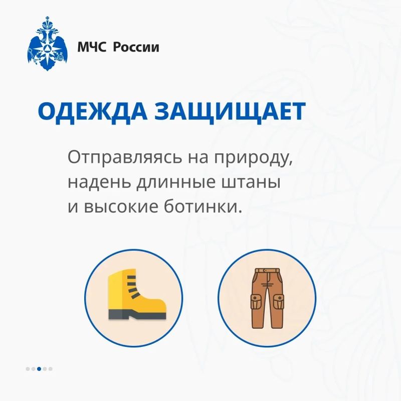 В Тверских лесах обитают змеи! Бояться не нужно — нужно знать, как себя вести В Тверских лесах обитают змеи! Бояться не нужно — нужно знать, как себя вести