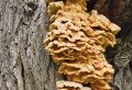 В Тверской области дерево заросло грибами со вкусом курицы