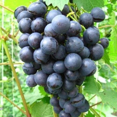 Мускат Донской: виноград, который покорит ваше сердце