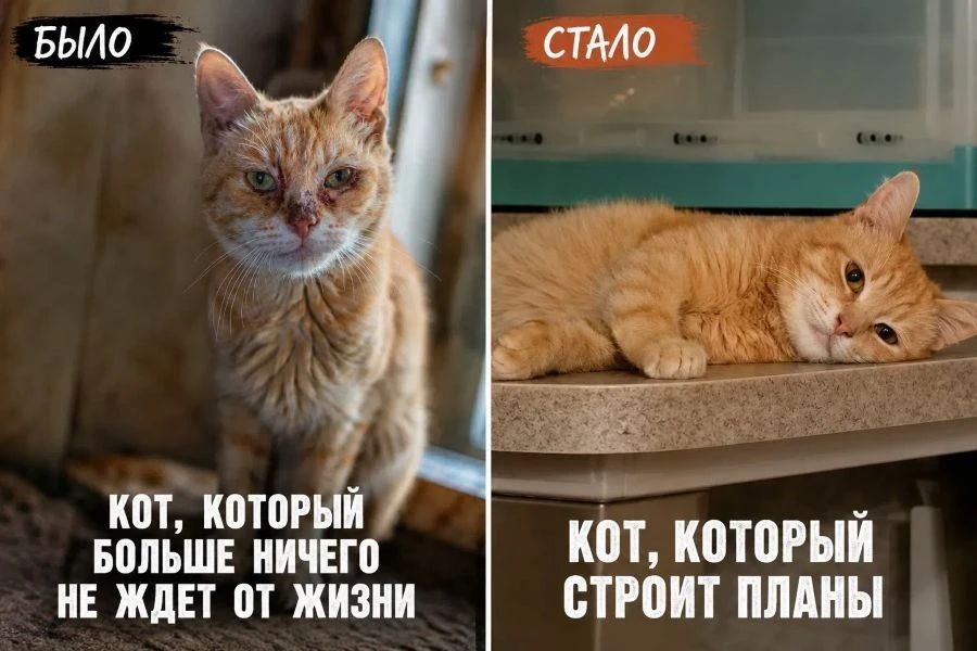 В Твери волонтеры ищут дом для кота с тяжелой судьбой