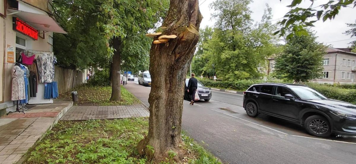 В Твери на дереве выросли огромные грибные блины В Твери на дереве выросли огромные грибные блины