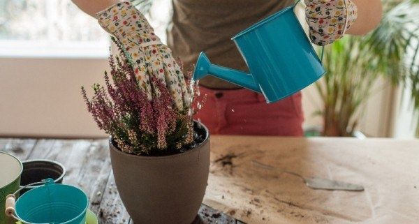 Как вернуть к жизни комнатные растения: секреты натуральных удобрений