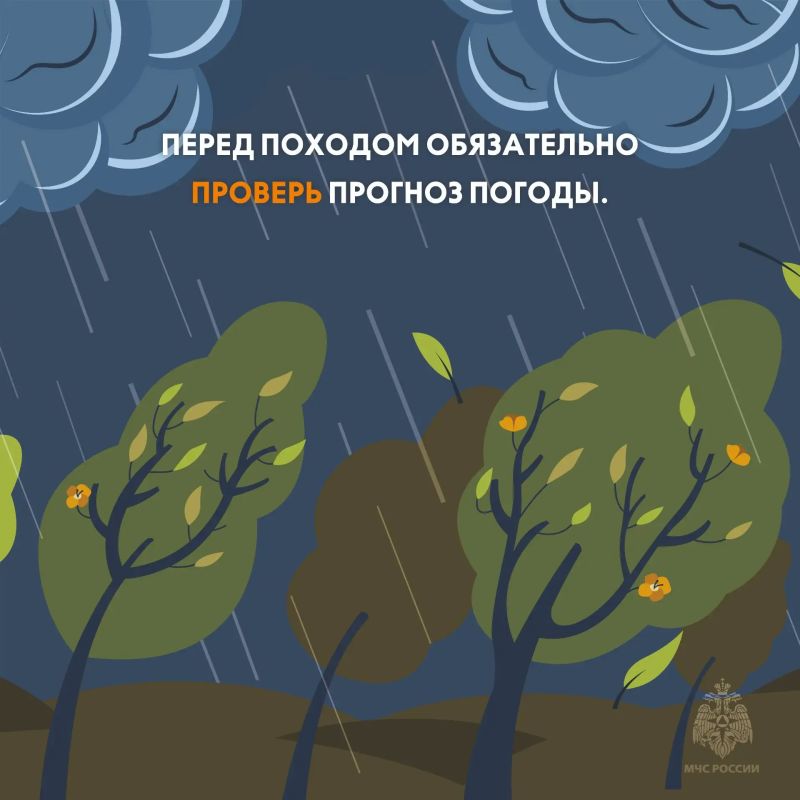 В лесах Тверской области — ягодно-грибной пик! В лесах Тверской области — ягодно-грибной пик!