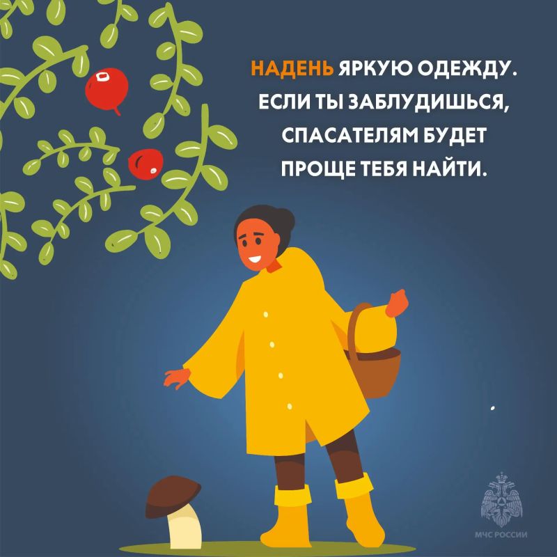 В лесах Тверской области — ягодно-грибной пик! В лесах Тверской области — ягодно-грибной пик!