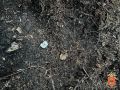 Девушка из Твери попалась на странных действиях в лесу
