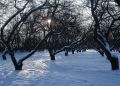 Как защитить деревья от зимних холодов: советы по их подготовке