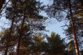 Тверская область вошла в тройку регионов-лидеров России по объемам агротехнического ухода за лесными культурами