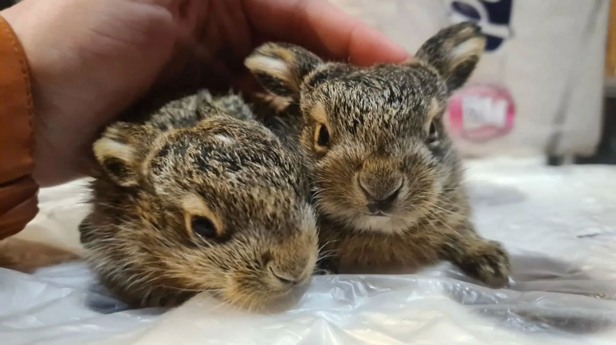 В Тверскую область переехал центр реабилитации зайцев