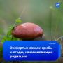 Радиация в лукошке: какие грибы и ягоды лучше не собирать