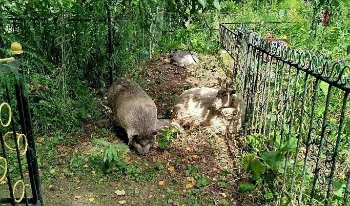 В Ржевском округе жители встретили кабанов на Збоевском кладбище