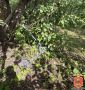 В КЕСОВОЙ ГОРЕ ЗАДЕРЖАН МУЖЧИНА, ПОХИТИВШИЙ ЭЛЕКТРОСАМОКАТ У ПОДРОСТКА