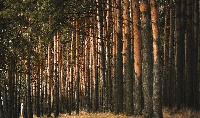 В деревне под Удомлей жители заметили медведя