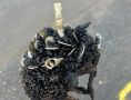У ежиков из тверского музея козла появился богатый покровитель