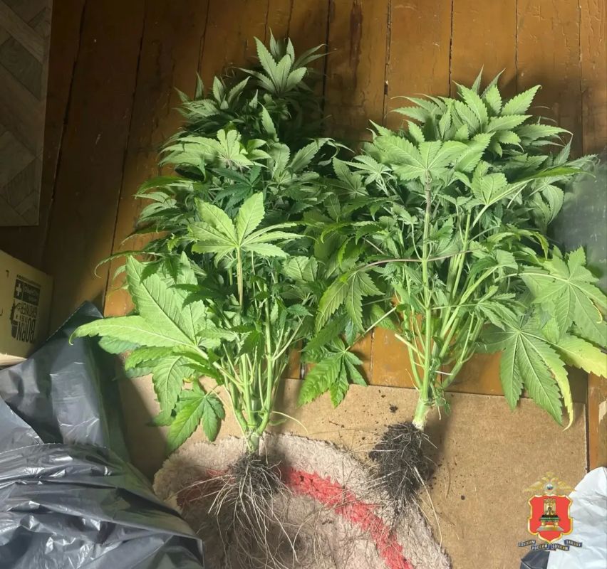Патроны, порох и марихуану нашли полицейские у охранника из Белого Городка Патроны, порох и марихуану нашли полицейские у охранника из Белого Городка