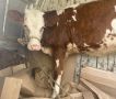 В Тверской области силовики помогли задержать теленка-нелегала