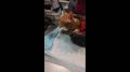 В Твери волонтеры спасают кота, которого начали есть опарыши