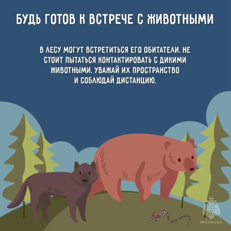 Лес — это отдых, но не место для беспечности! Лес — это отдых, но не место для беспечности!