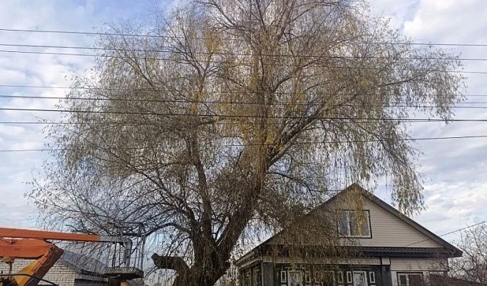В Калининском округе аварийные деревья спилили с помощью промышленных альпинистов
